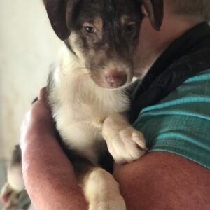 KATARY - beginnende Hautprobleme - reserviert CD - vermittelt