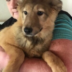 STRUBBEL - sollte zeitnah reisen - reserviert NH - vermittelt