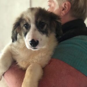 FORREST - reserviert Betty vermittelt