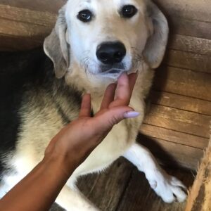 ROSA - ausgereist zum TH Koblenz