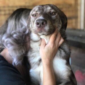 SINA - reserviert TH Koblenz - vermittelt