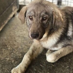 LARSON - Mobbingopfer - auf Pflegestelle in PLZ 9 *vermittelt*