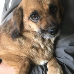 BABSY - reserviert Notfelle Zwickau vermittelt