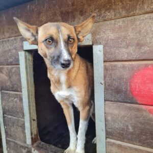 SUYANA - auf Pflegestelle in PLZ 65 *vermittelt*