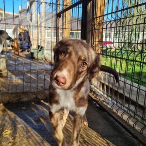 LUSIA - reserviert Alexandra - vermittelt