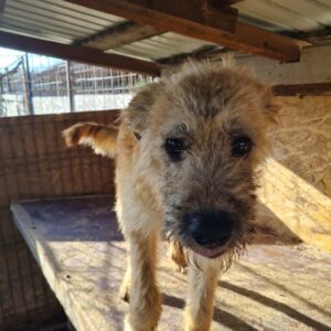 SHAGGY - Notfall: wurde schwer gebissen - ausgereist zum TH Koblenz