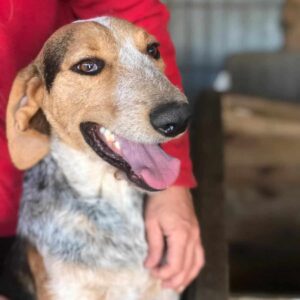 ZUFFEL - vermittelt Manuela