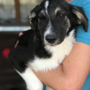 TOVI - bereits unsicher - reserviert Betty - vermittelt