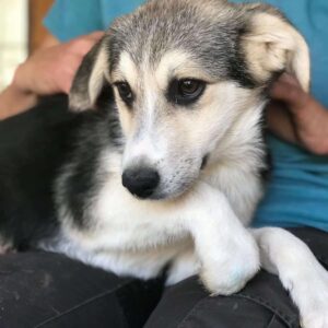 PITUFO - bereits unsicher, sollte zeitnah ausreisen - reserviert LS vermittelt