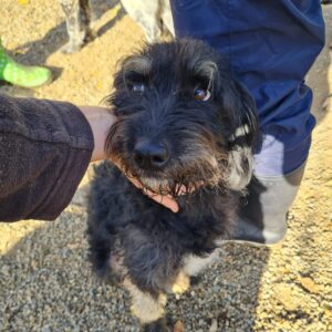 JARLA - auf Pflegestelle in PLZ 63 *vermittelt*