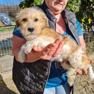 WILLY - reserviert TH Tuttlingen vermittelt