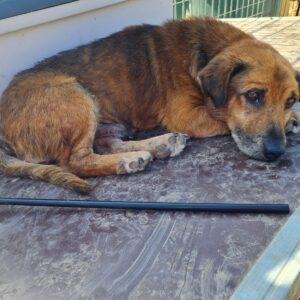 BEAR - auf Pflegestelle in PLZ 45 *vermittelt*