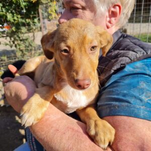 SURPRISE - auf Pflegestelle in PLZ 52 *vermittelt*