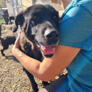 LIESL - auf Pflegestelle als Gnadenplatzhund - ausgereist