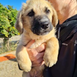 FIDIBUS - auf Pflegestelle in PLZ 63 *vermittelt*