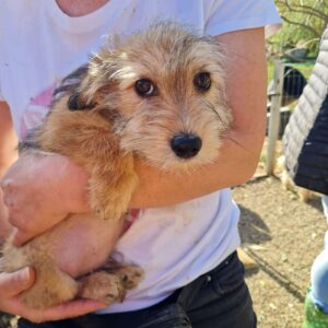 JIM - reserviert Anna vermittelt