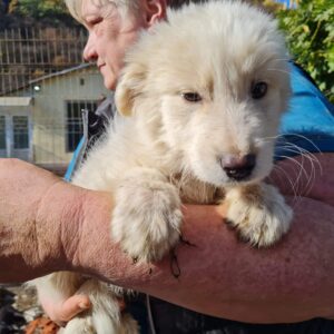 BÄRLI - RBB 11/2022