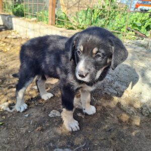 HUPSY- RBB 12.12.2022