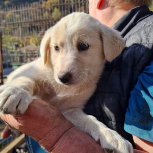 VANILLA- RBB 12.12.2022