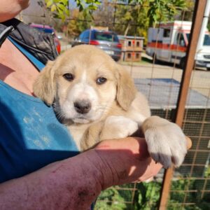 CARAMELLA- RBB 12.12.2022