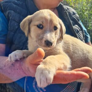 GUNNAR- RBB 14.12.2022