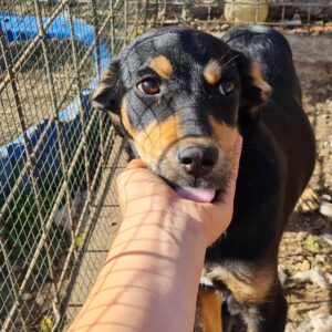 NUJA - reserviert Kathleen Müller - vermittelt