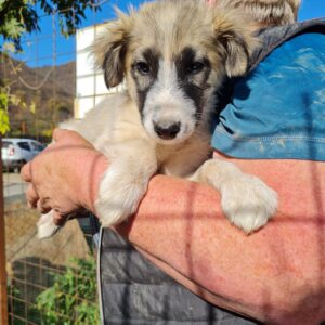 HERCULES - reserviert SK - vermittelt