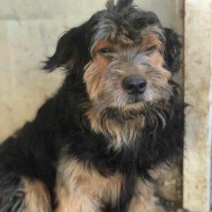 SMUDO - reserviert Betty vermittelt