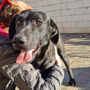 LUCIUS - reserviert Manuela - vermittelt