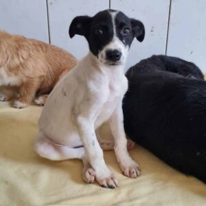 SULLY - reserviert IH DR 24.11. - vermittelt