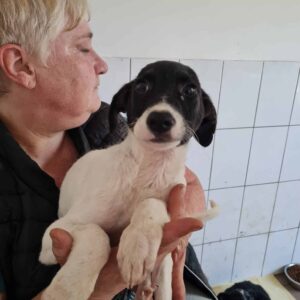 TIMOLO - auf Pflegestelle in PLZ 23 *vermittelt*