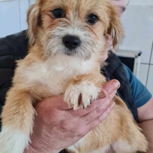 FABIA - reserviert TH Tuttlingen vermittelt