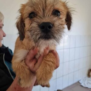 FUNKY - sollte dringend ausreisen - reserviert TH Tuttlingen vermittelt