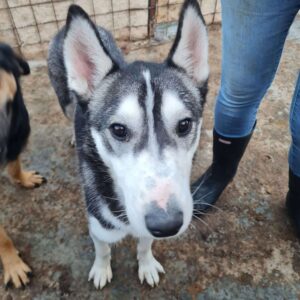 BLAIRE - zu dünn - reserviert Manuela - vermittelt