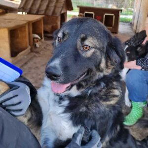 BRUKS - reserviert Manuela - vermittelt