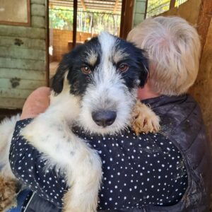 DIESEL - reserviert TST Rösrath - vermittelt