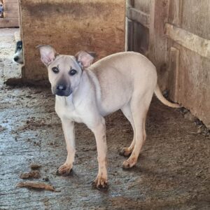 MAUDE - auf PDR PS im PLZ Bezirk 53 *ausgereist*