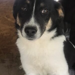 ALYNA - sollte zeitnah ausreisen - reserviert Betty - vermittelt