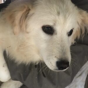 IVORY - reserviert TH Limburg - vermittelt