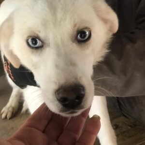 SKADI - reserviert TH Limburg - vermittelt