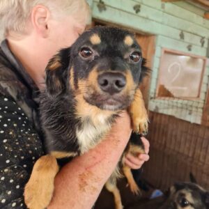 TWINKY - reserviert Arche Noah Bidingen vermittelt