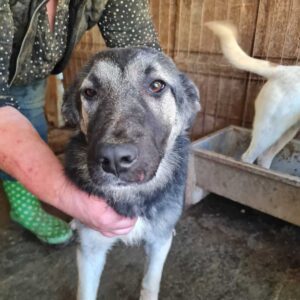 YELLOW - reserviert TH Iserlohn - vermittelt