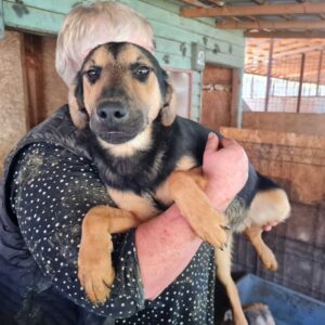 BARIK - auf Pflegestelle in PLZ 99 *vermittelt*