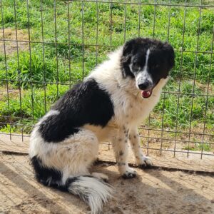 AURELIE lebt im Open Shelter Baile Herculane