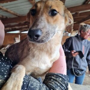 LACOTA - reserviert Betty - vermittelt