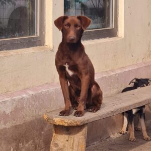 BASTOU - auf Pflegestelle in PLZ 76 *vermittelt*