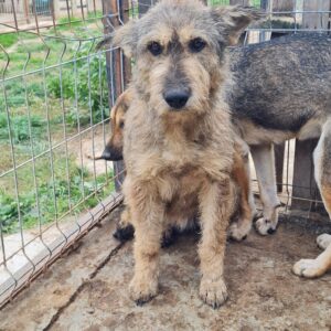 CLEO - vollkommen überfordert - reserviert LS vermittelt