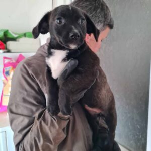 JANINA - auf Pflegestelle in PLZ 2 *vermittelt*