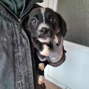 CALLY - auf Pflegestelle in PLZ 2 *vermittelt*