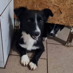 ITCHY - auf Pflegestelle in PLZ 24 - vermittelt